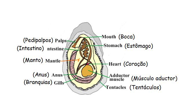 Anatomia 